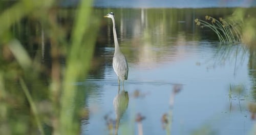 Graureiher, der ins flache Wasser des Sees geht
