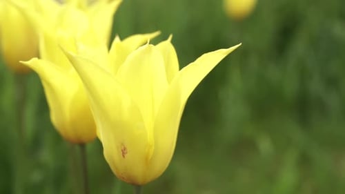 blooming tulips on green grass