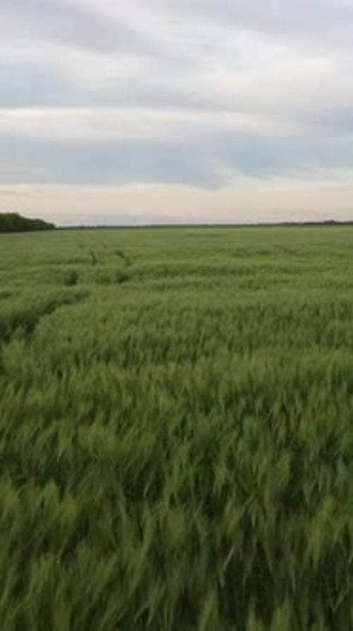 Aerial Vertical View on Green Wheat Field in Countryside Field of Wheat Blowing in the Wind on