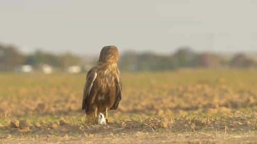 Eagle Stands in Field and then Flies Away