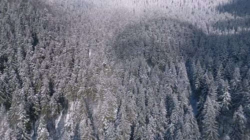 Aerial Snowy Forest