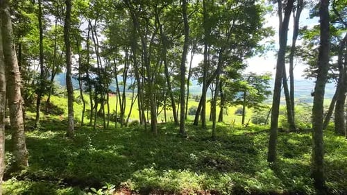 Forest Scene at Rural Landscape in Countryside Scenery.