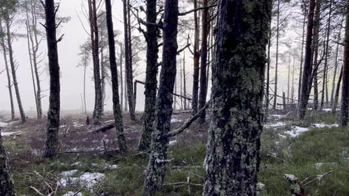 Pan shot in a misty foggy winter forest