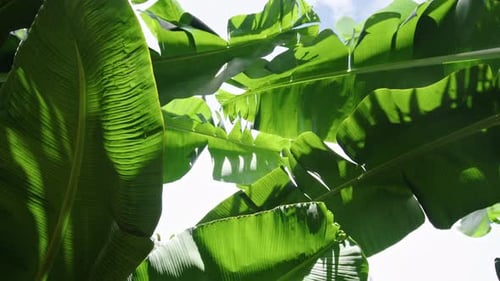 Üppige grüne Bananenblätter wiegen sich an einem strahlend sonnigen Tag sanft in der tropischen Brise