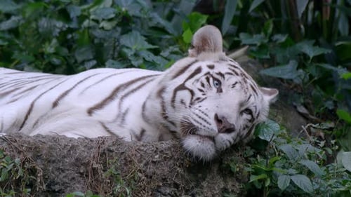 Schläfriger weißer Tiger ruht und liegt auf dem Boden im Wald. - Nahaufnahme