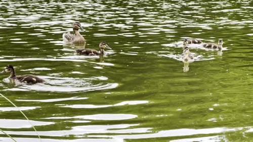 Mallard with Ducklings Floating in the Lake at Summer Day Mother Duck with Brood Swimming at Pond