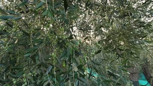 Olive tree branches full of olives in cultivation agriculture.