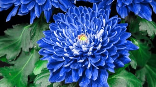 Blue Chrysanthemum Flower Moving Petals While Blooming in Time Lapse Close Up. Nature Background