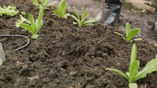 Close Up Hands of Farmer Planting Young Seedlings of Lettuce Salad Into Soil at Vegetable Garden
