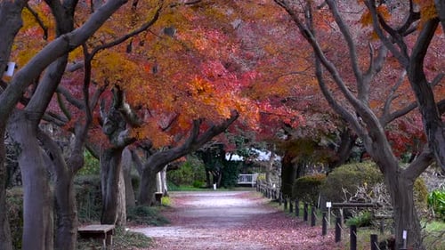 Autumn Trees Line a Scenic Walking Path