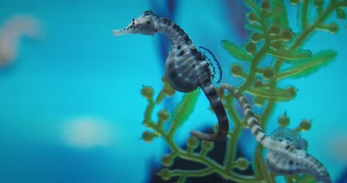 Seahorse Swims Among Seaweed Close
