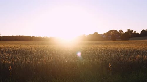 Beautiful Golden Wheat Field in Soft Lights of Sunset Against Bright Sun Flare