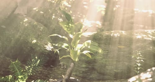 Filtragem da luz solar através das árvores destaca o crescimento de novas plantas em uma floresta exuberante