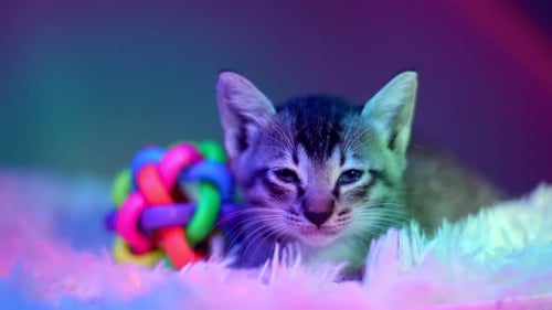 Cute Kitten Resting with Colorful Toy Ball