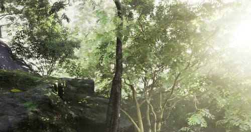 Sunlight Filtering Through Lush Trees in a Serene Forest Setting