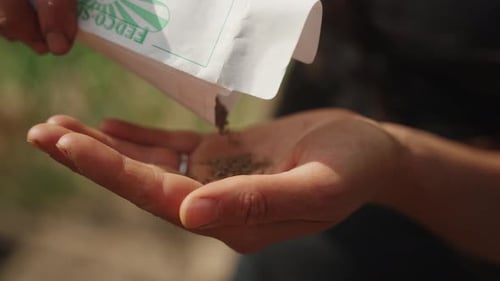 Seeds Poured into Open Hand for Planting