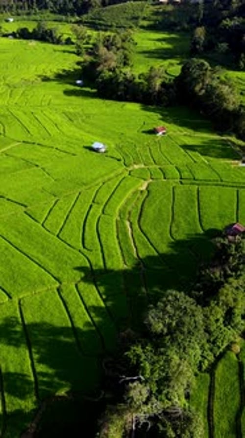 Descubra los impresionantes campos de arroz en los serenos paisajes de Chiang Mai, Tailandia