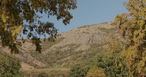 Mountainside View with Trees on a Sunny Day