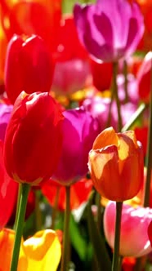 Blooming Tulips in Flower Garden Lisse the Netherlands