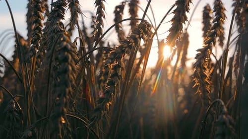 Wheat Field Beginning of Harvest of Ripe Wheat Sunbeams Breaking Through the Silhouette of Ears of