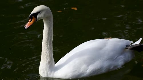White Swan Swimming Gracefully on a Calm Lake