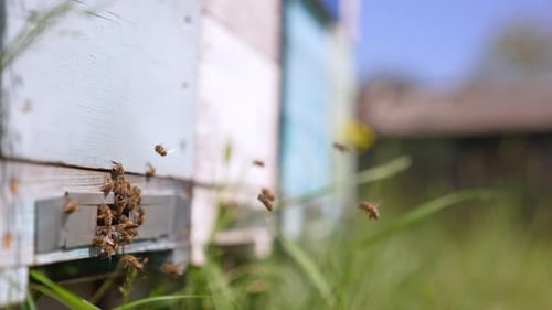 Bees Flying Around a Beehive on a Sunny Day