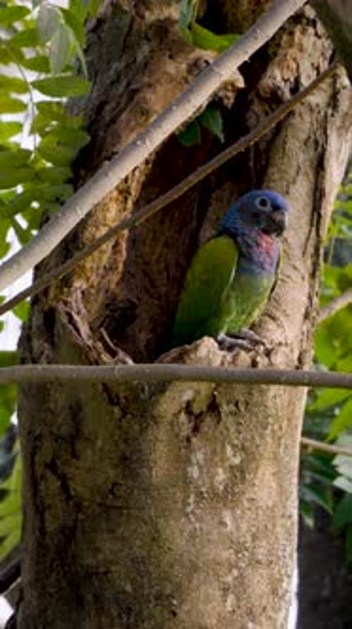Images verticales de deux perroquets à tête bleue Pionus menstruus entrant dans un nid dans un tronc d'arbre, Colombie
