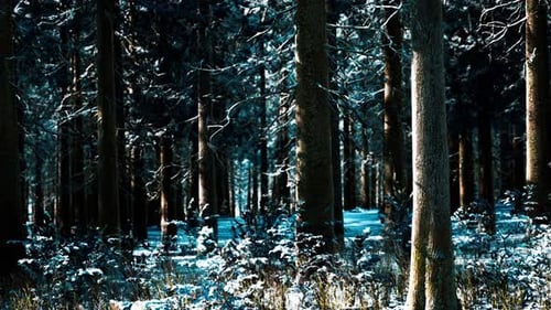 Snow Covered Conifer Forest at Sunny Day