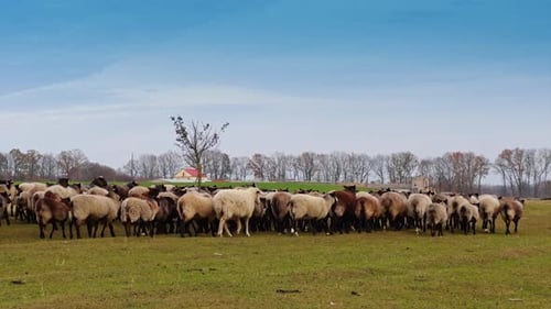 Kleinvieh auf der Weide. Rückansicht der Schafherde, die sich von der Kamera entfernt.