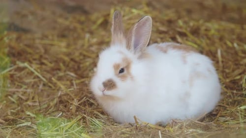 Cute Bunny Resting in Cozy Hay at the Farm