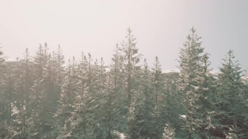 Snow-Covered Pine Forest in Winter Landscape
