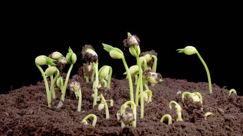 Time Lapse of Green Beans Growing on Black Background