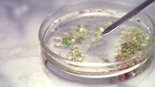 Selection of Small Plant Sprouts for Biological Experiments. Plants in Petri Plate