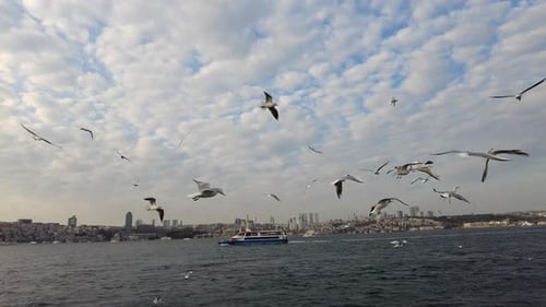 Seagulls Flying in Blue Sky on a Sunny Summer Day in Istanbul