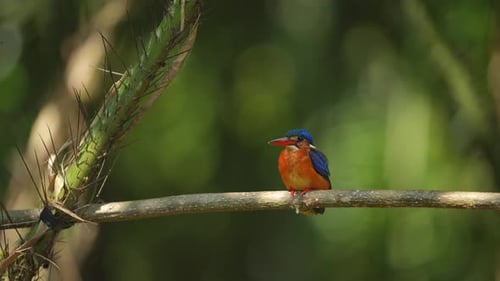 a Blue-eared kingfisher bird perches on a branch, occasionally cleaning its feathers with its beak