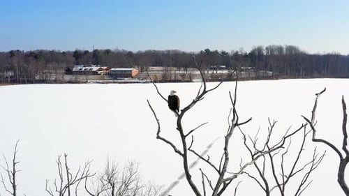 Bald Eagle Overlooks a Frozen Wilderness