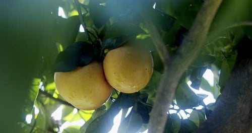 Exploring the beauty of citrus through leaves and trees in bright daylight at a serene location