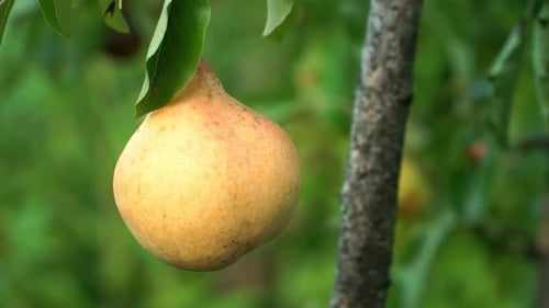 Close Up of Yellow Ripe Pear From Branch in Garden