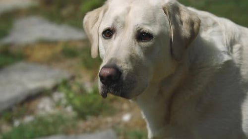 Beautiful Labrador Retriever Licking Its Nose Outside in Sunlight