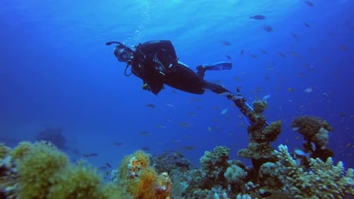 Underwater Ocean Life Fish And Diver