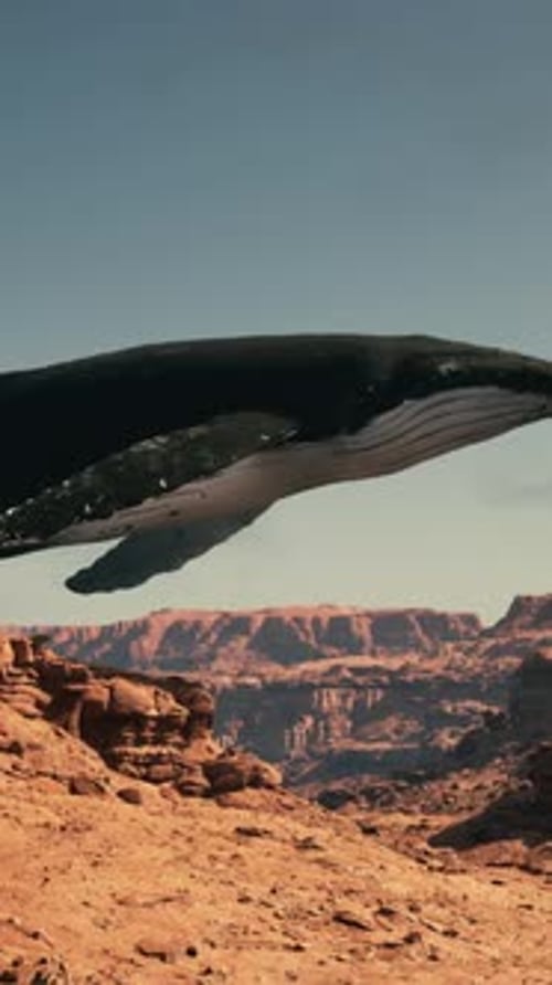 A Large Whale is Floating in the Air