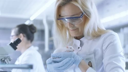 Medical Research Scientist Holds Laboratory Mouse. She Works in a Bright and Modern Laboratory.