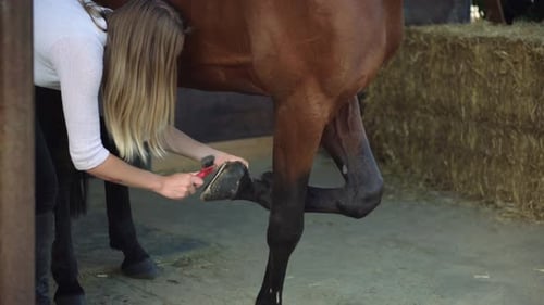 Mujer joven limpiando la pezuña del caballo antes del entrenamiento