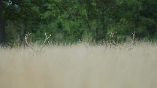 Large Tall Warm Coloured Grass Covering Wild Male Deer, Deer in the Wild Hiding in Tall Grassy Field
