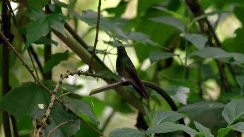 A small iridescent hummingbird sits on a branch in a forest in Ecuador, South America.