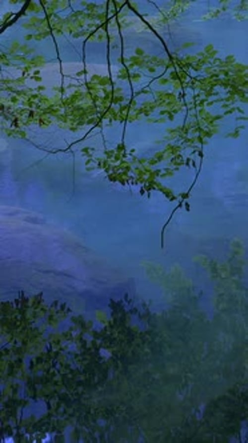 Calm Forest River Flowing Through Nature