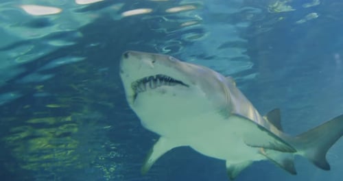 Big Shark Large Aquarium in Toronto View of the Ocean Fish Canada