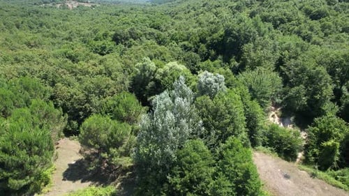 Aerial Green Forest