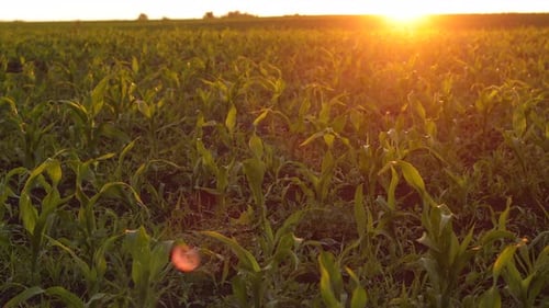 A Field of Young Corn at Sunset