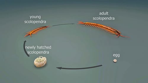 Life Cycle Of Megarian Banded Centipede